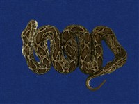 藏品(鎖蛇)的圖片